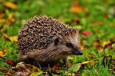 Schwarzfahrer mit Messer und lebendem Igel (!) erwischt